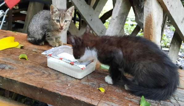 Бесплатно котёнок (мальчик) в добрые руки в фото 4