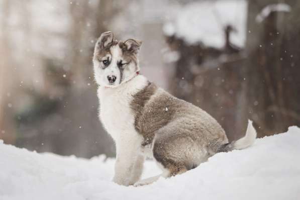 Щенок Ося ищет доброго хозяина! в Москве фото 13