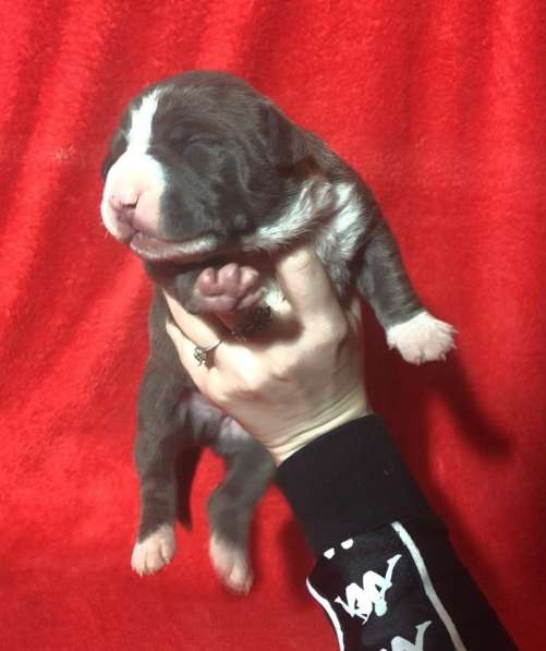 Голубые парни Амсттаффа от чемпиона резерв ркф в Москве фото 18