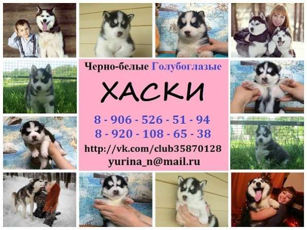 Щеночки Хаски черно-белые голубоглазые !!!! в Иванове