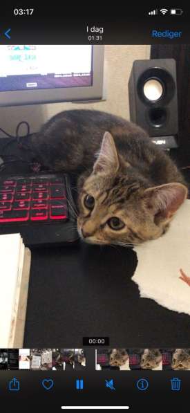 Очень ласковый и тактильный котенок в Краснодаре