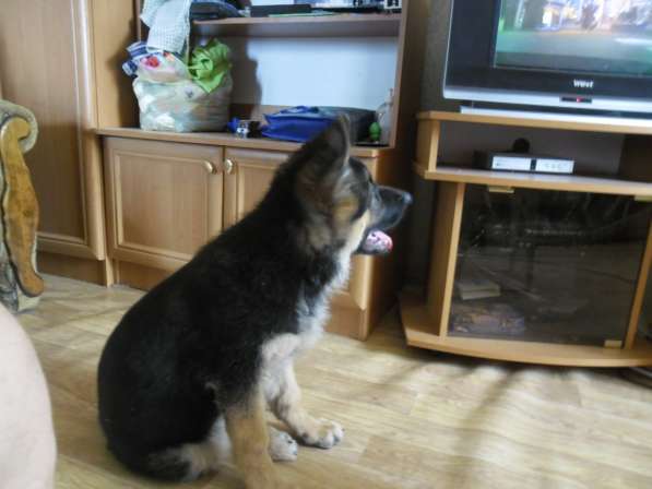 Черный щенок немецкая длинношерстная овчарка в Алуште фото 8