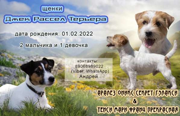 Щенки джек рассел терьера в Магнитогорске фото 12