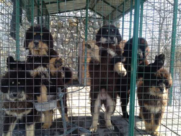 Продаю щенков Тибетского мастифа в Воронеже фото 18