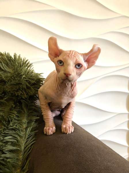 Малыш эльф Male elf cream в Москве фото 8