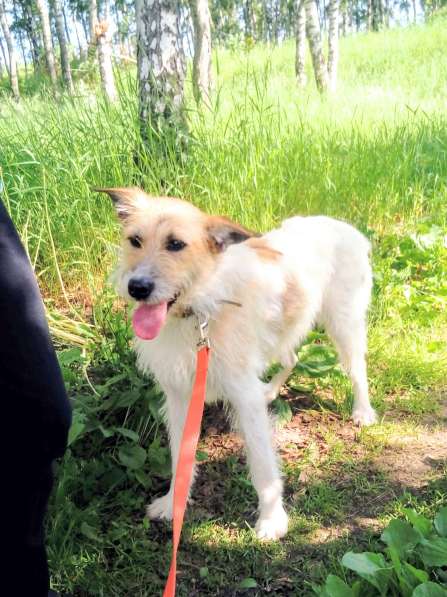 Обаятельная Скрепка ищет семью в Москве фото 23