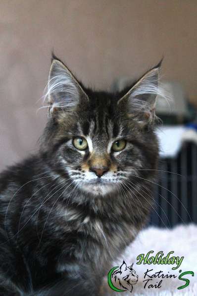 Maine Coon Holiday Black Tabby