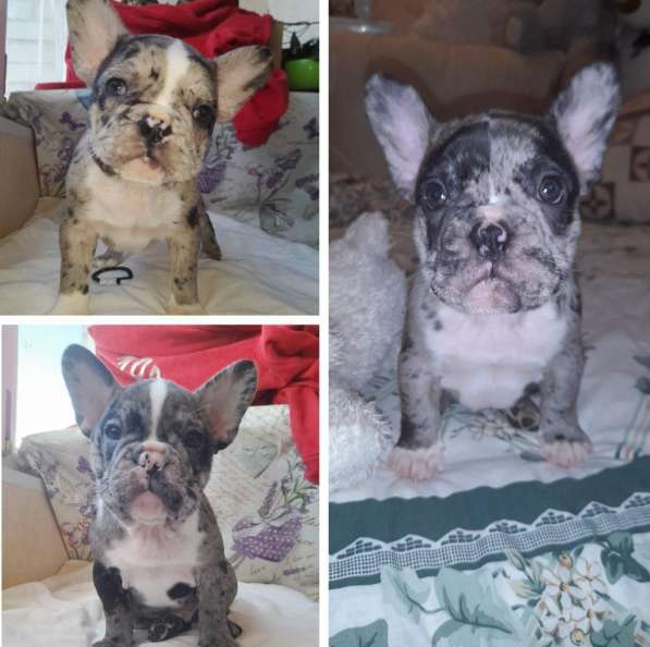 French Bulldog. Merle colour. Boy's в фото 8