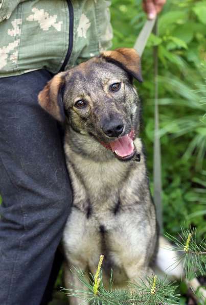 Улыбчивая собачка с рыжими ушками-огоньками в Санкт-Петербурге фото 14