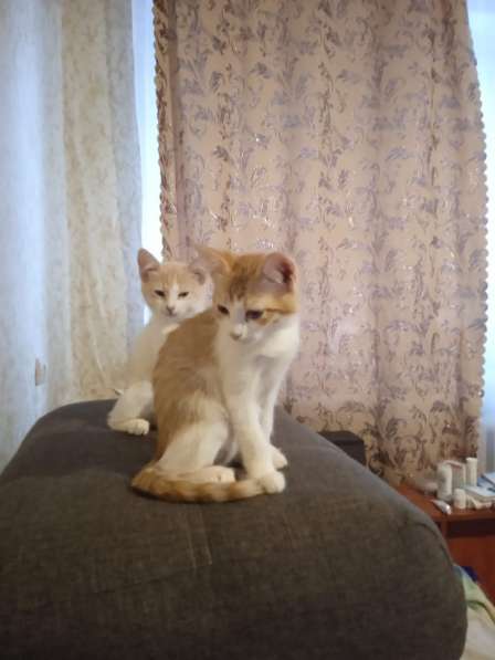 Кошка 3 месяца в Жигулевске фото 6