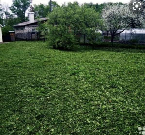 Покос травы в Калининграде