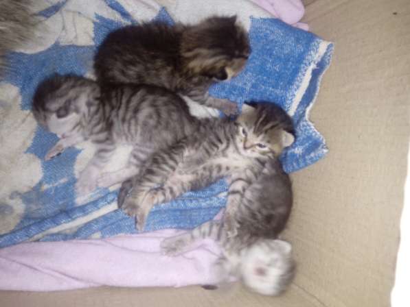 Породам котят в Оренбурге фото 7