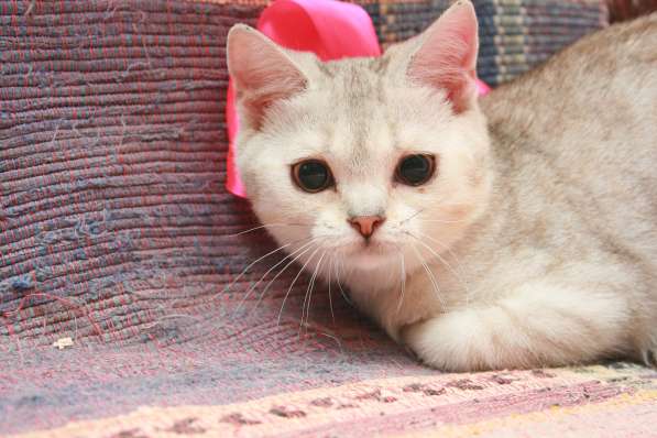 Кошки лучше любых aнтидепресaнтов в Долгопрудном фото 3