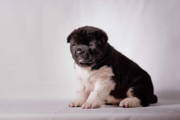 Щенки Американской акиты в фото 6