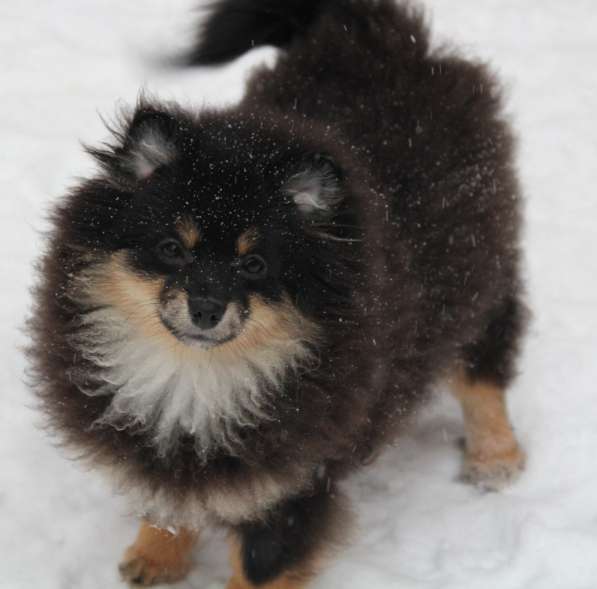 Щенки шпица в Раменское фото 10