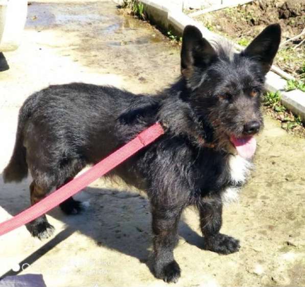 Карманный пёсик в Санкт-Петербурге фото 18