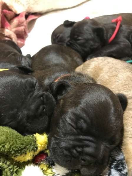 Французский бульдог в Нерехте фото 11