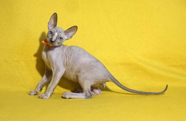 Котята корниш рекс в Москве фото 3