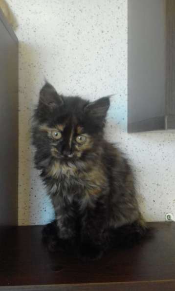 Два прекрасных котенка в Севастополе фото 16