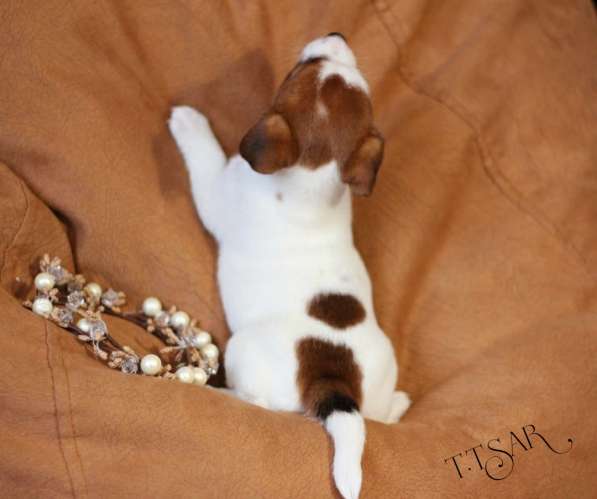 Щенки Джек Рассел терьер с родословной в Москве фото 6