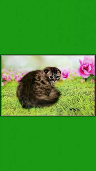 Девочка хайленд страйт в Санкт-Петербурге фото 5