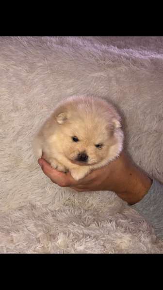 Шпиц в Москве фото 11