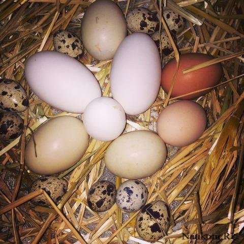 Яйца от домашней птицы