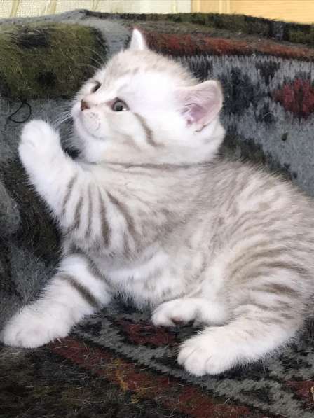 Роскошные котята scottish fold с родословной в Саратове