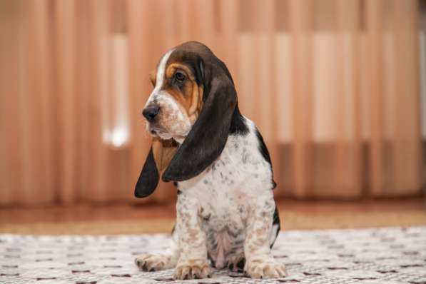 Щенки Бассет-хаунд в Армавире фото 23