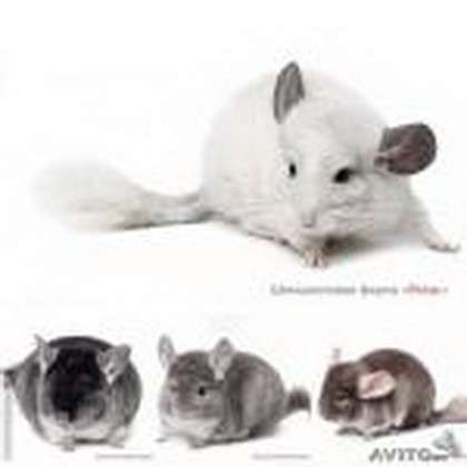 Рентабельный бизнес для каждого желающего