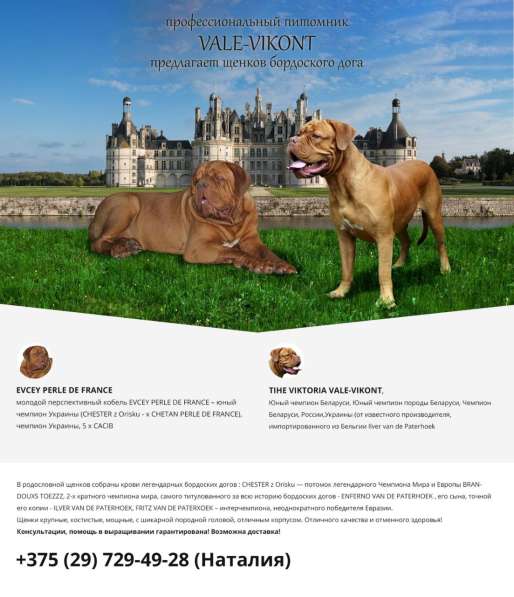 Бордоский дог - шоу-щенки в фото 3