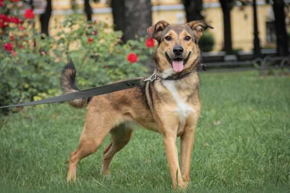 Очаровательная собачка компактного размера в Санкт-Петербурге фото 21