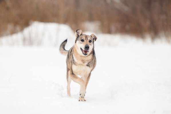 Милый оптимист Джек ищет дом в Москве фото 27