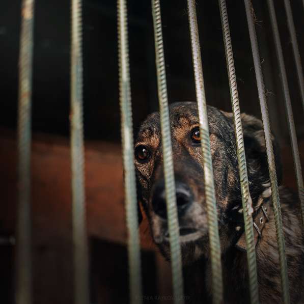 Надёжный Друг Курт ищет семью в Москве фото 24