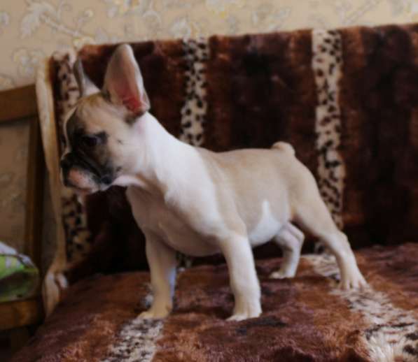 Щенки Французского бульдога питомник в Челябинске фото 6