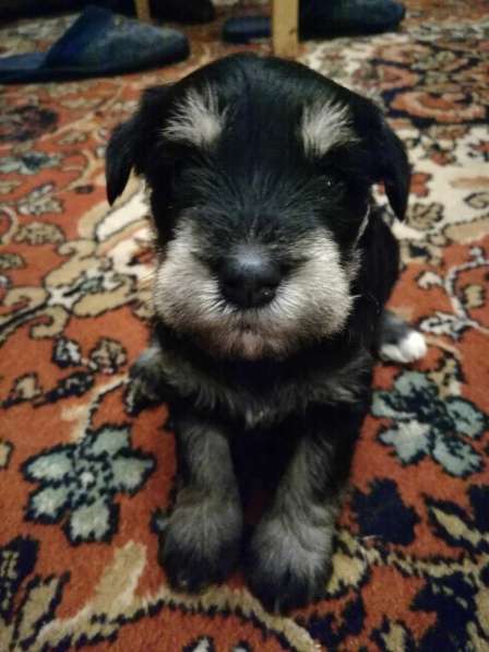 Щенки цвергшнауцеры в Шахтах фото 6