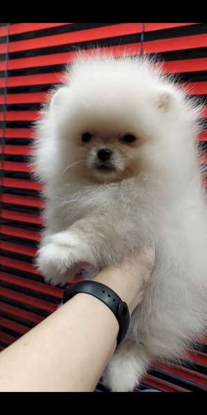 Померанский шпиц в 