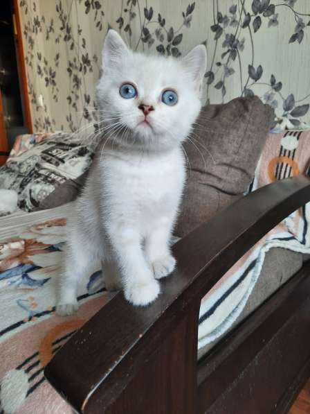 Шотландские котята в Краснодаре фото 11