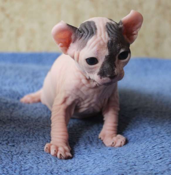 Котята Канадского сфинкса и Эльфов в Санкт-Петербурге фото 9