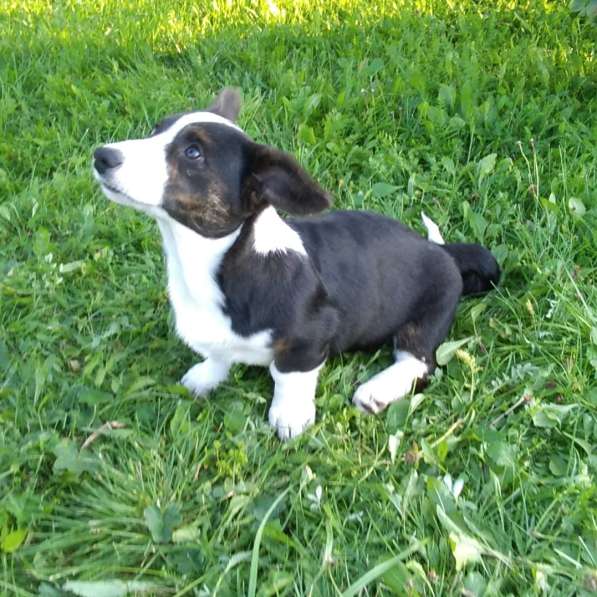 Продажа щенков корги в Екатеринбурге фото 16