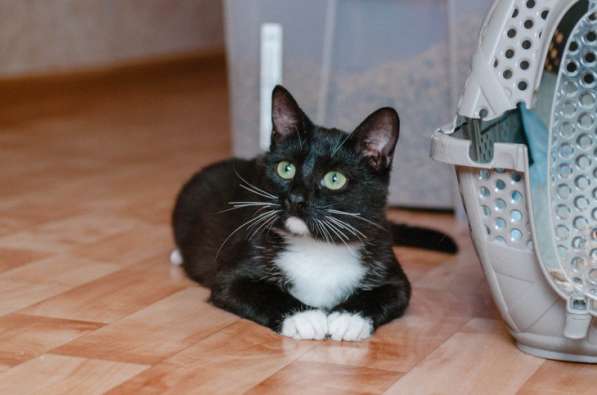 Феликс – очарование классики! в Москве фото 4