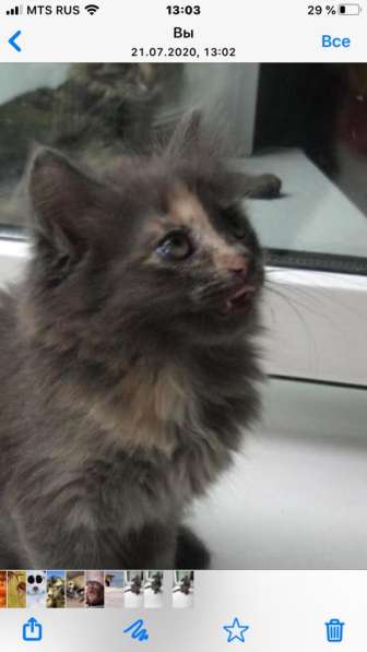 Отдам котиков в добрые руки в Москве фото 4