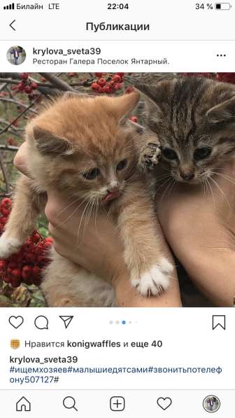 В хорошие руки в Калининграде фото 4