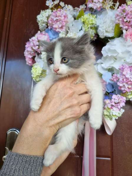 Пушистый котенок Пушинка в добрые руки в Москве фото 4