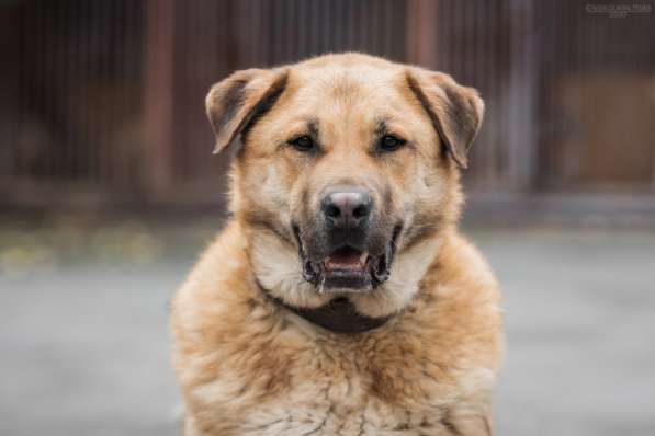 Кохинор ищет семью в Москве фото 37