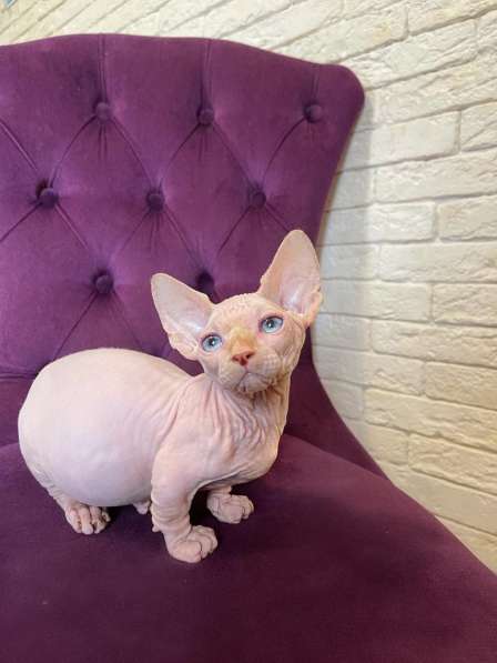 Sphynx Bambino Boy