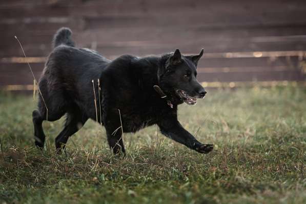 Полкан - заслуживающий самого лучшего хозяина пес в Москве фото 6