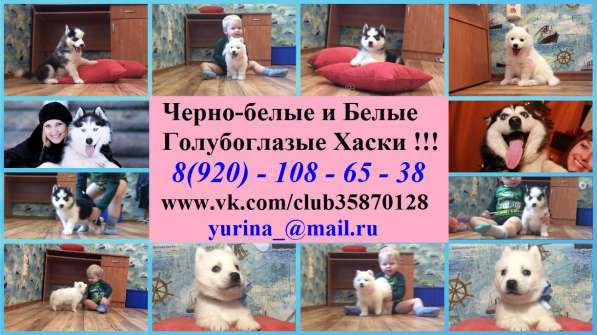 Щеночки Хаски. черно-белые. голубоглазые в Тюмени