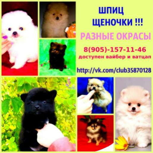 Хаски кобели для вязки в Ярославле