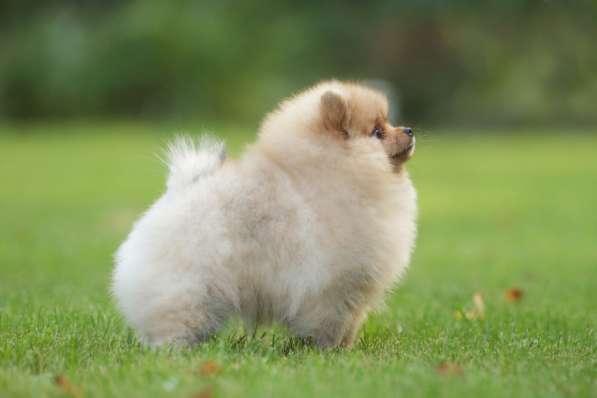 Тэффа С Рублевки от родителей чемпионов в Москве